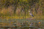 Great Blue Heron On Floating Log
